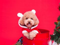 -帕帕拉兹宠物(亚洲旗舰店)