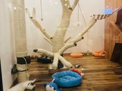 -袖虎·猫馆(体育西路店)
