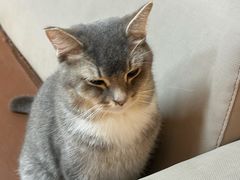 -MOCHA明星猫咖(田子坊店)