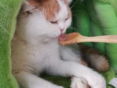 -Cappucimeow猫咪咖啡馆(韦伯时代店)