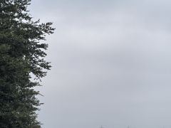 -八仔大富楼·河鲜(西江店)