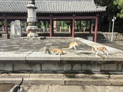 -四门塔风景区