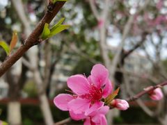 -高东镇樱花园