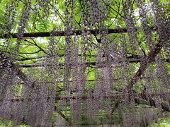 -嘉定紫藤园