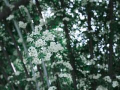 -上海辰山植物园