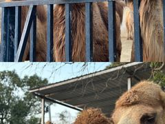 -泉州海丝野生动物世界