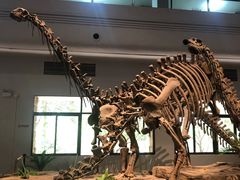 -自贡恐龙博物馆