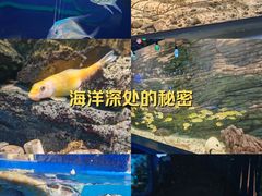 -欢乐海岸海洋奇梦馆