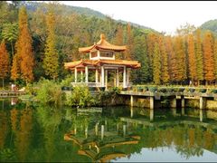 -深圳仙湖植物园