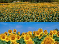 -花开海上生态园