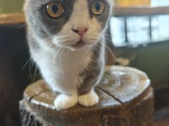 -猫猫幼稚园·撸猫·桌游·电玩