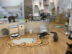 -COLOR PETS 撸猫馆·购猫·猫咖(长风大悦城店)
