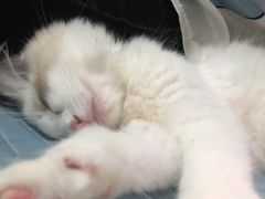-糯米喵星人总部直营旗舰店·猫舍·幼猫出售