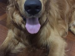 -芭比堂动物医院·24小时·眼科中心(深圳中心)