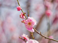 -蜀冈西峰生态公园