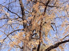 -千年银杏谷文化旅游区