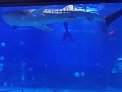 -烟台海昌鲸鲨海洋公园