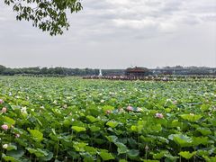 -荷塘月色湿地公园·向阳花洲