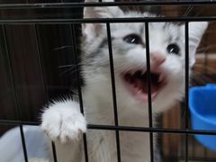 -喵zoo家庭繁育猫舍(尖东智能花园店)