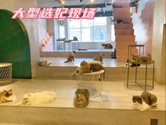 -猫儿山۰猫主题餐厅