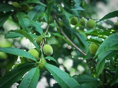 -盘龙城国家考古遗址公园