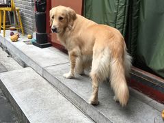 -百好乐宠物友好餐厅(朝外大街店)