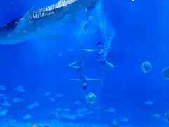 -烟台海昌鲸鲨海洋公园