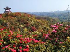 -贵州百里杜鹃风景名胜区