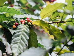 -豆舞咖啡(民乐路店)