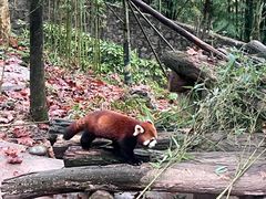 -都江堰中华大熊猫苑