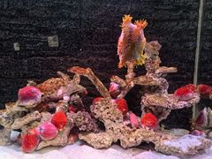 -秦皇岛新澳海底世界