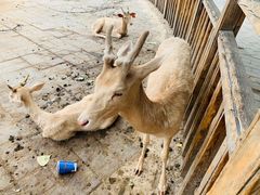 -北京鹿世界主题园