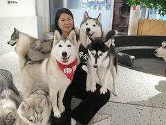 -Husky Go!哈士奇体验馆·宠物咖啡厅狗咖