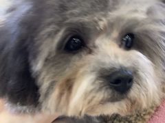 -翊宠yipet猫狗购宠庄园犬舍•猫舍