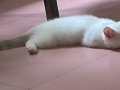 -伟伟宠物医院·瑞派猫友好医院·猫科(光谷店)