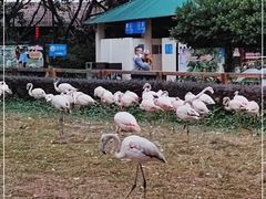 -广州长隆飞鸟乐园