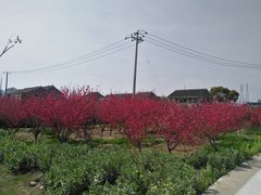 -新安农副产品批发市场