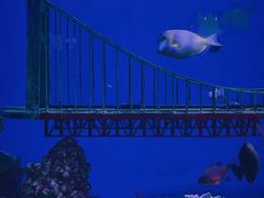 -太平洋海底世界