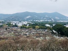 -香雪海