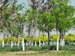 -天津东丽湖风景区