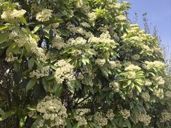 -洛阳市隋唐城遗址植物园