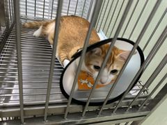-福懋动物医院·犬猫全科·外科·重症科(杏林分院)