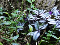 -正佳雨林生态植物园