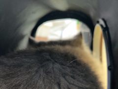 -瑞鹏宠物医院·微创内窥镜·骨外科·牙科(翠竹分院)