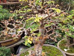 -桂林市花鸟市场