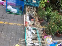 -本溪路花鸟市场(江浦路1709弄小区店)