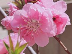 -桃花堤公园