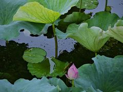 -西山漾湿地公园