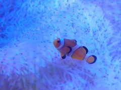 -海合安武汉极地海洋公园