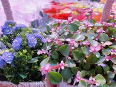 -朝来春花卉市场